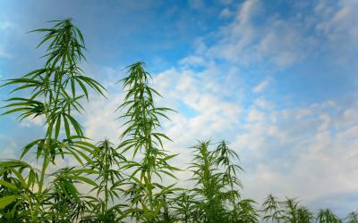 Рязанские полицейские уничтожают дикую коноплю на корню